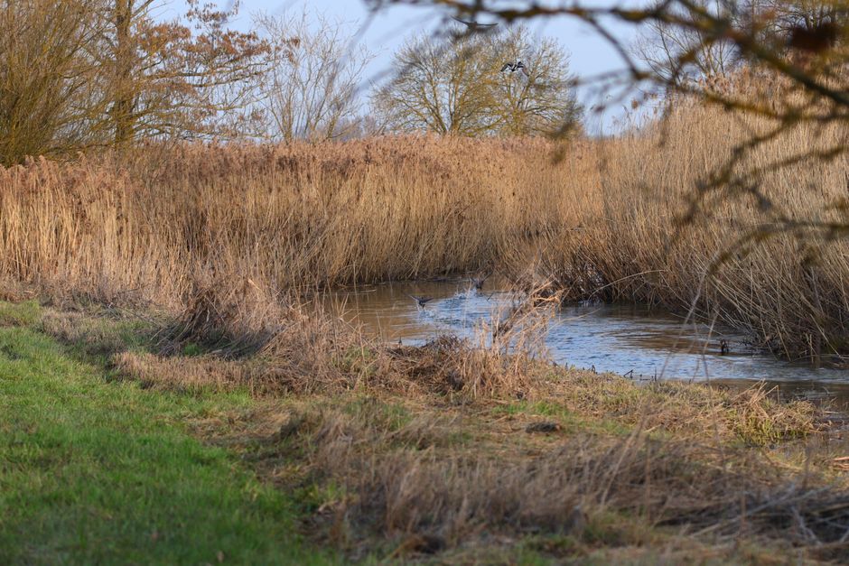 Waterschap past slootonderhoud aan door natuurregels