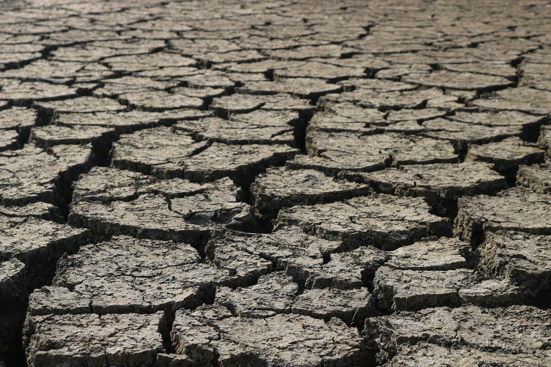 Droogteseizoen is begonnen, Hogeschool Rotterdam waarschuwt: ‘Steden zijn ook kwetsbaar’