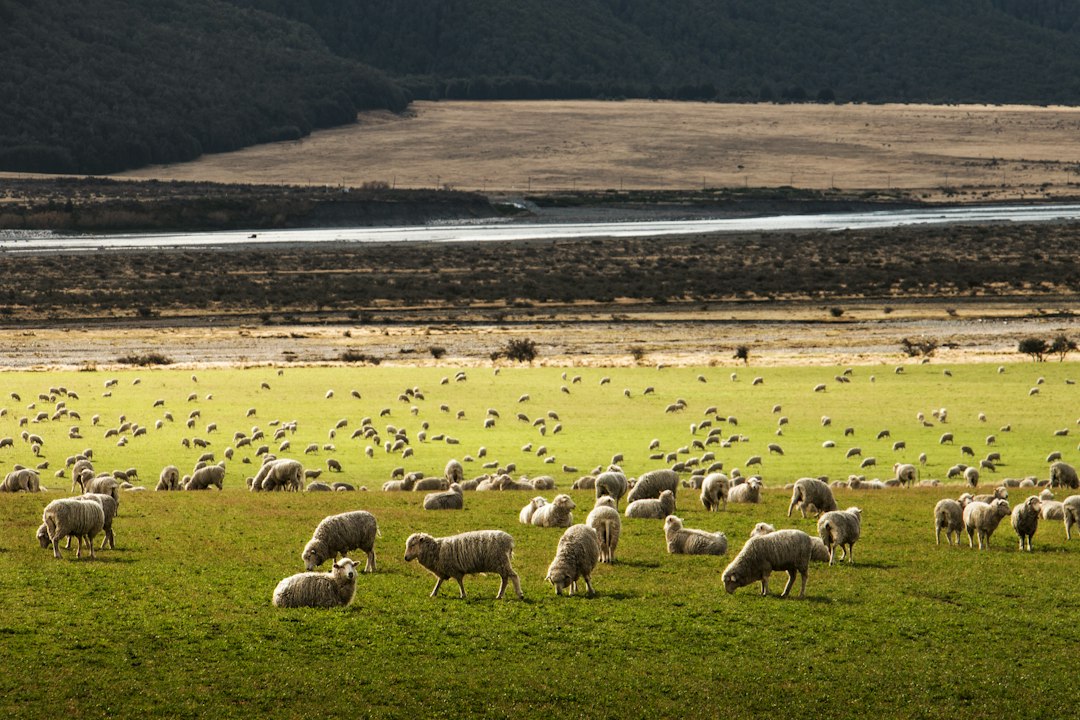 Limburgse herders vragen met Herderstocht van Achel naar Brussel aandacht voor de sector - TV Limburg