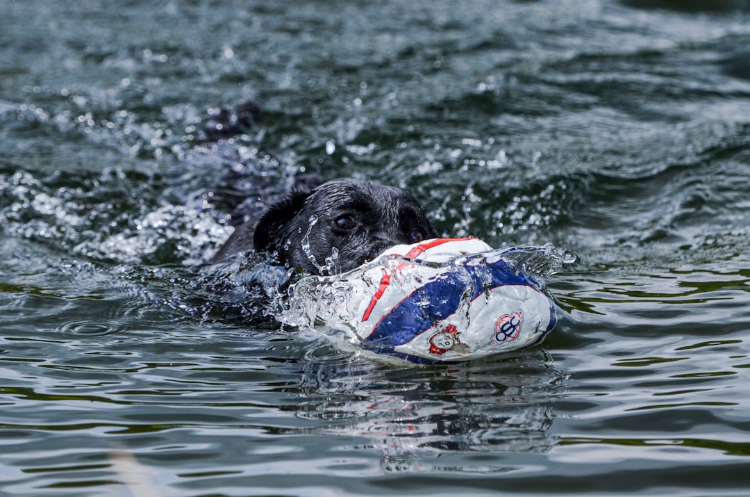 Politiehond springt in sloot en bijt vluchtende Duitser in het water langs de Dierensteinweg