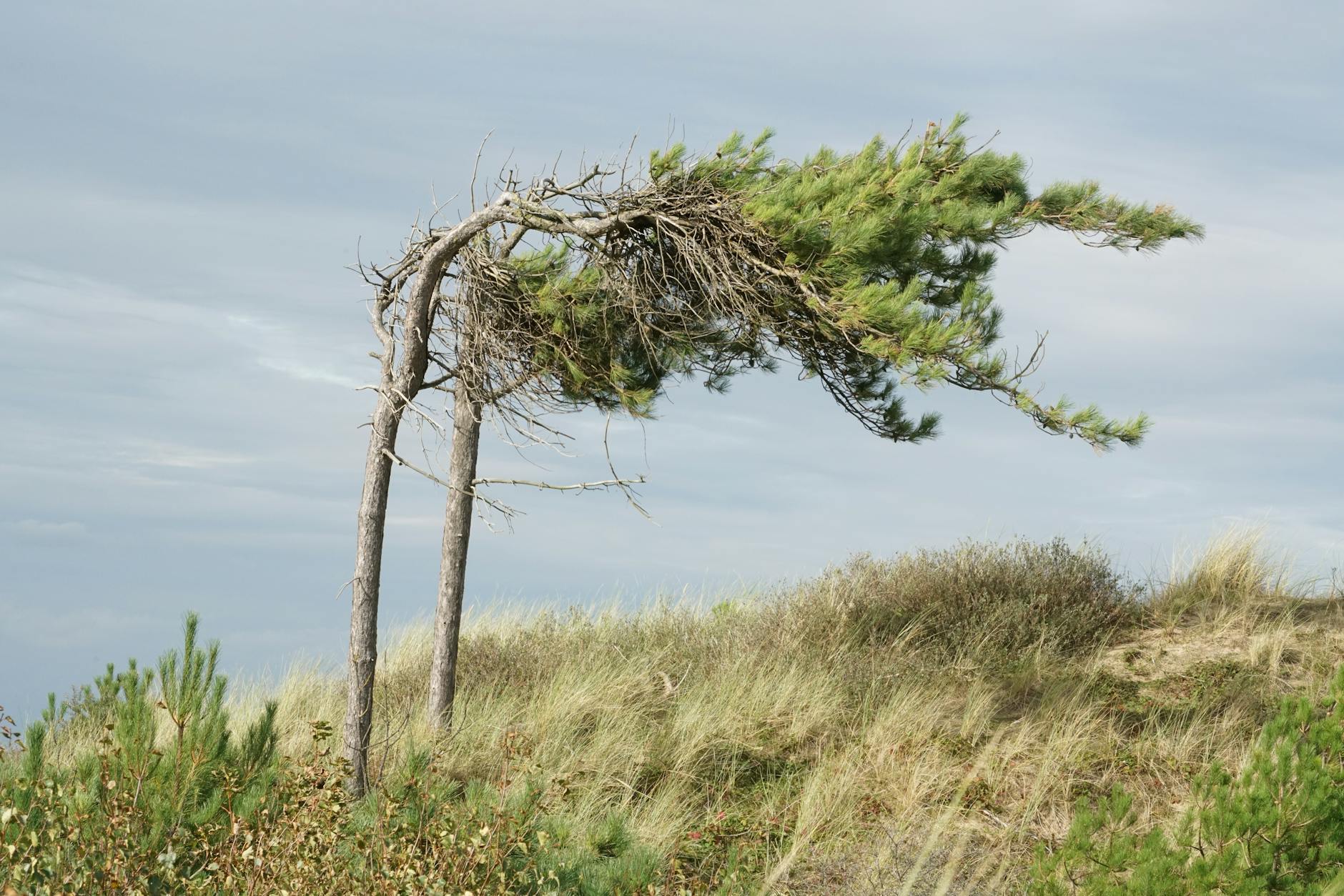 Het weer van vandaag: vlagerige noordoostenwind