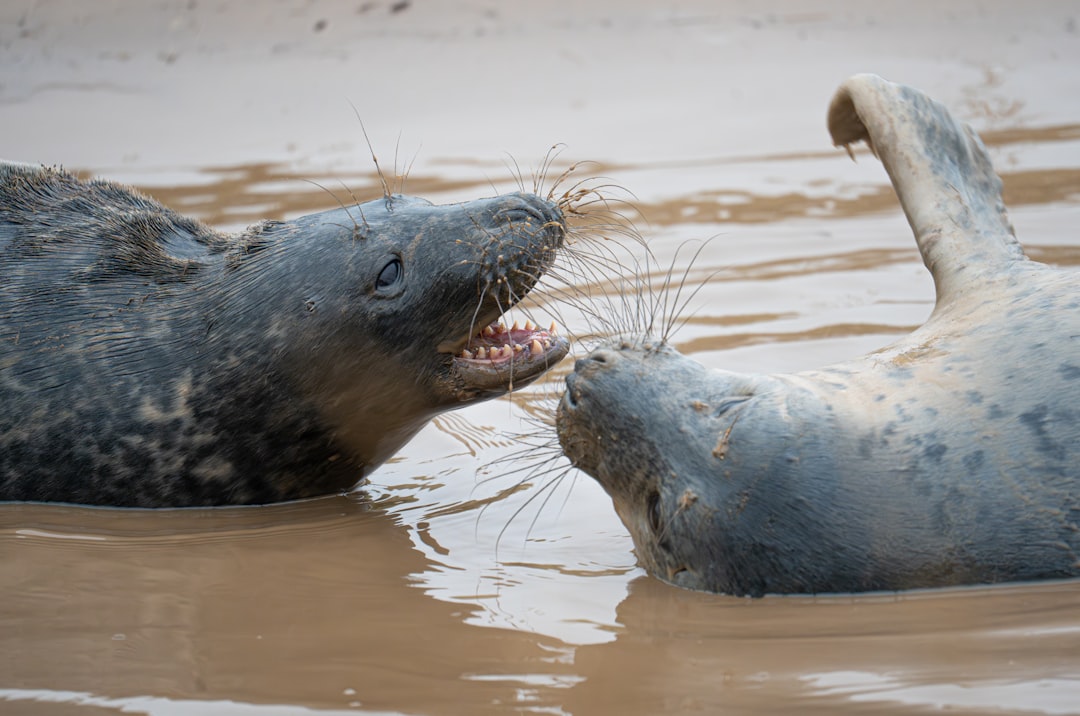 Communicatie onder zeehonden helpt onderzoeker Koen de Reus taal begrijpen