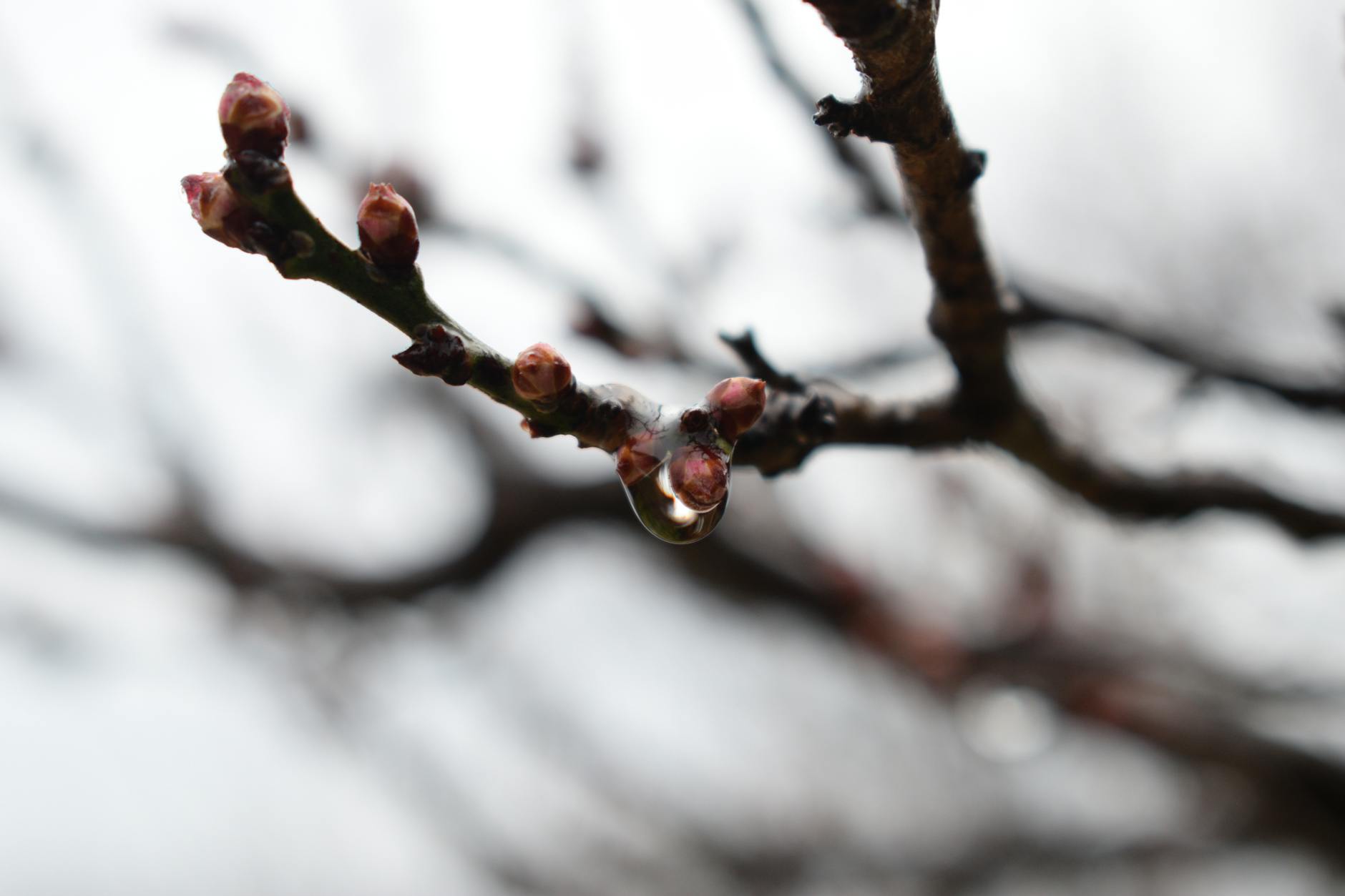 Lente in een dip: lage temperaturen en veel regenbuien