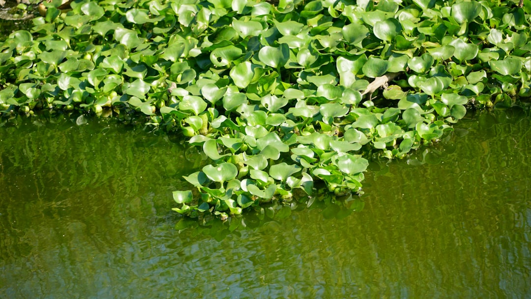 Zeelenbergsingel geteisterd door invasieve Watercrassula: ‘Bewoner deed melding’