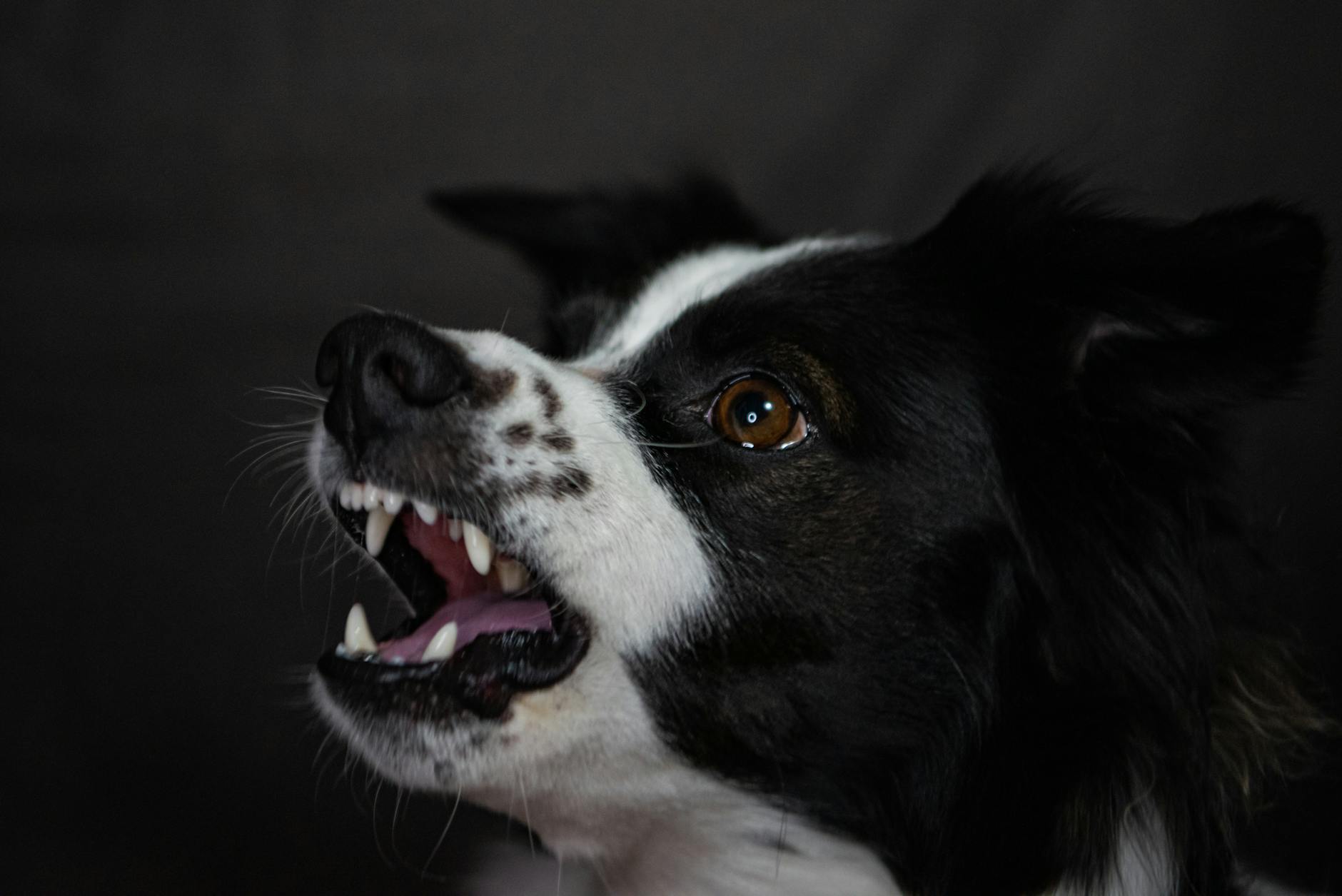 'Hond is als wapen ingezet', man moet van OM gevangenis in na bijtincidenten