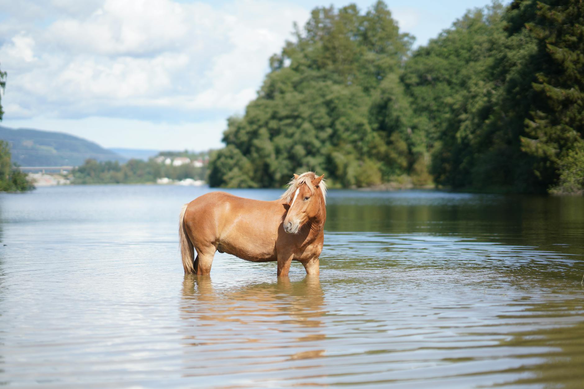 Prachtig paard blijkt uitstekend fotomodel