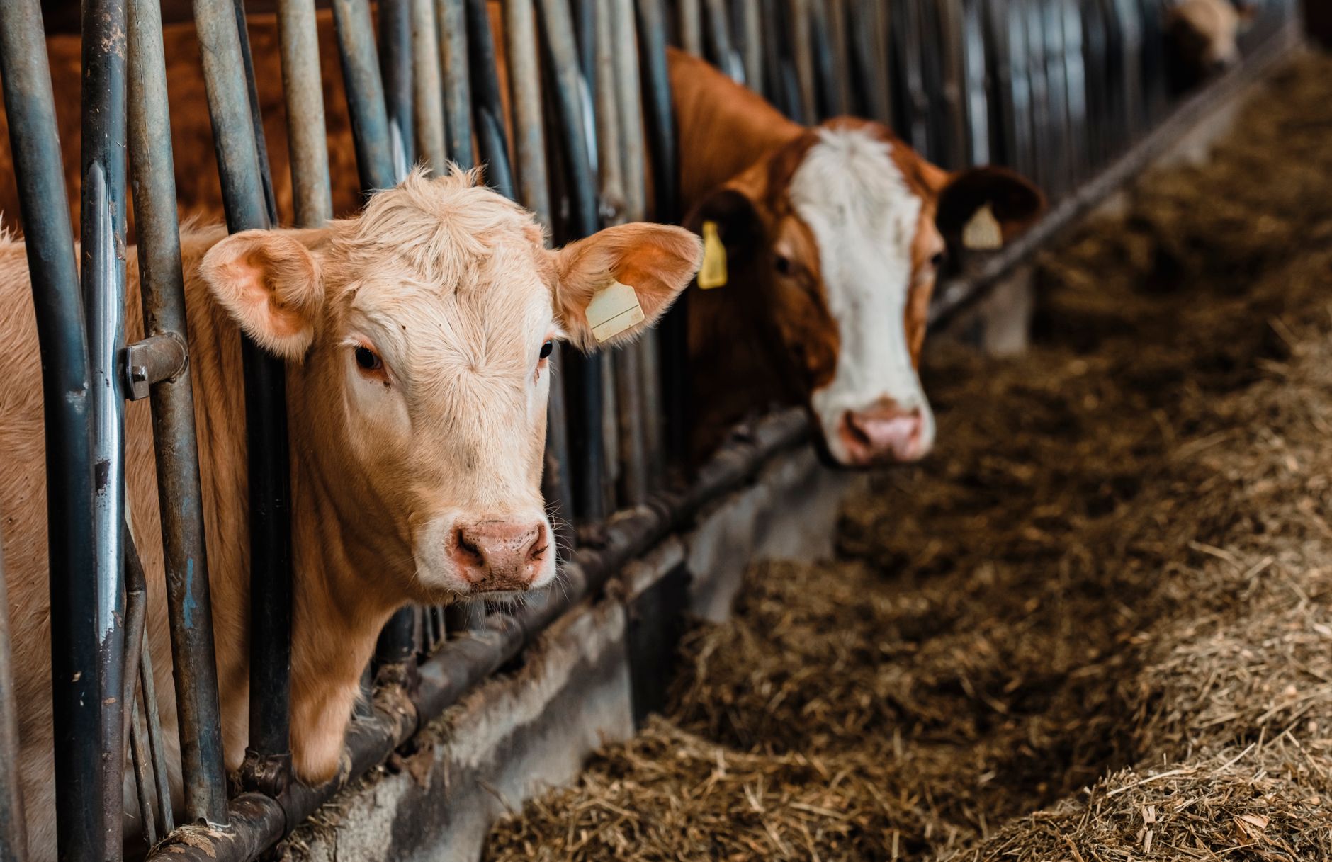 Intrekken omgevingsvergunning activiteit veehouderij inclusief maatwerkvoorschriften (milieu): Karnemelkweg 5 in Wehl gmb-2026-264447