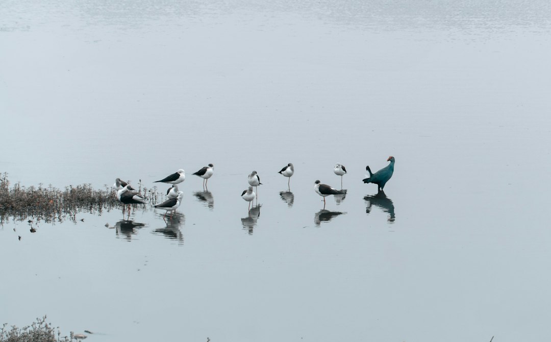Gratis vogels spotten? Dit moet je meemaken bij de Gouwzee