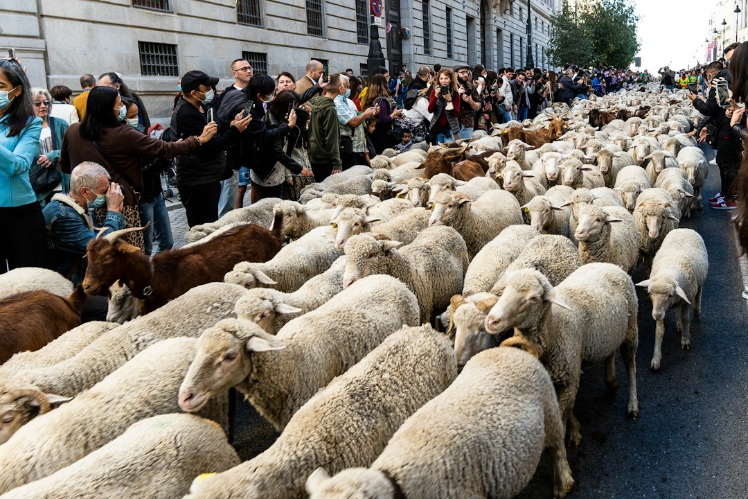 Limburgse herders vragen met Herderstocht van Achel naar Brussel aandacht voor sector - tvl.be