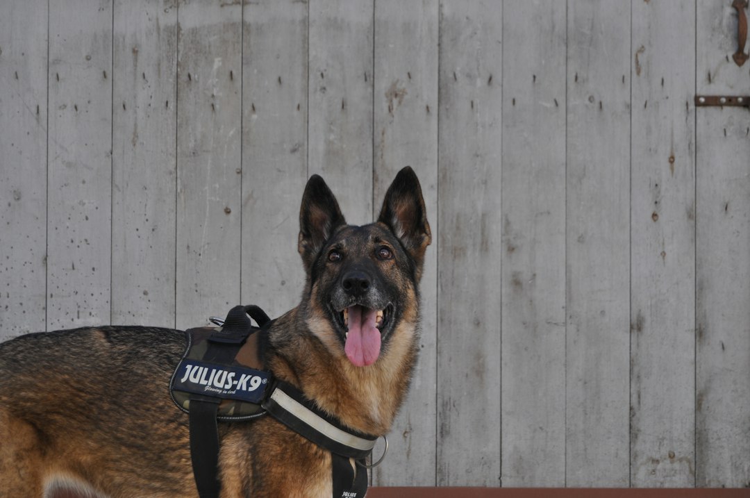 Politiehond Bailey krijgt mogelijke scooterdief te pakken, verdachte lag in tuin verstopt