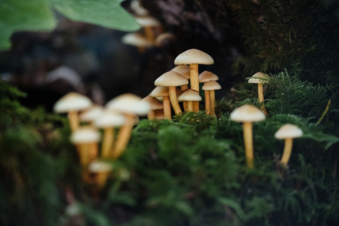 Goeiemorgen Rotterdam! ☕ Vandaag onder meer aandacht voor paddenstoelen in het Kralingse Bos, een overwinning van Excelsior en een beroving in Ridderkerk.