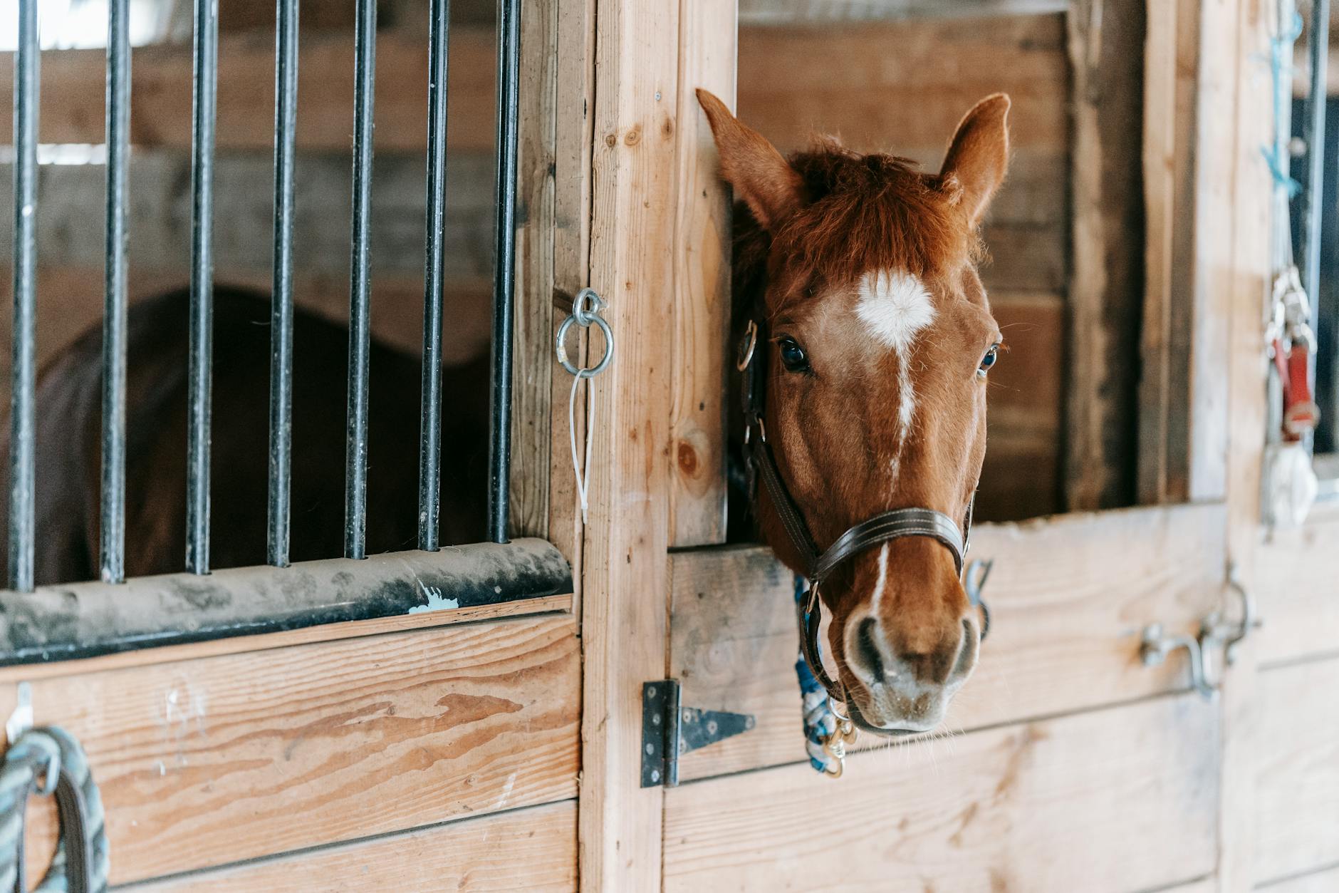 Besmettelijke ziekte laat manege in Schiebroek achter met geldzorgen en het gemis van paard Dior
