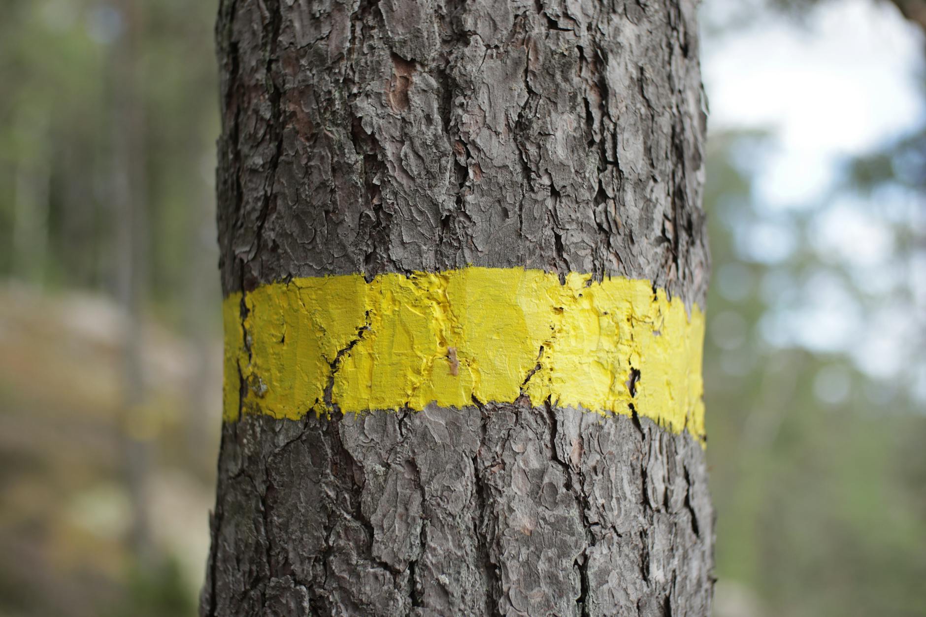 Bomen markeren in Stadsbos013
