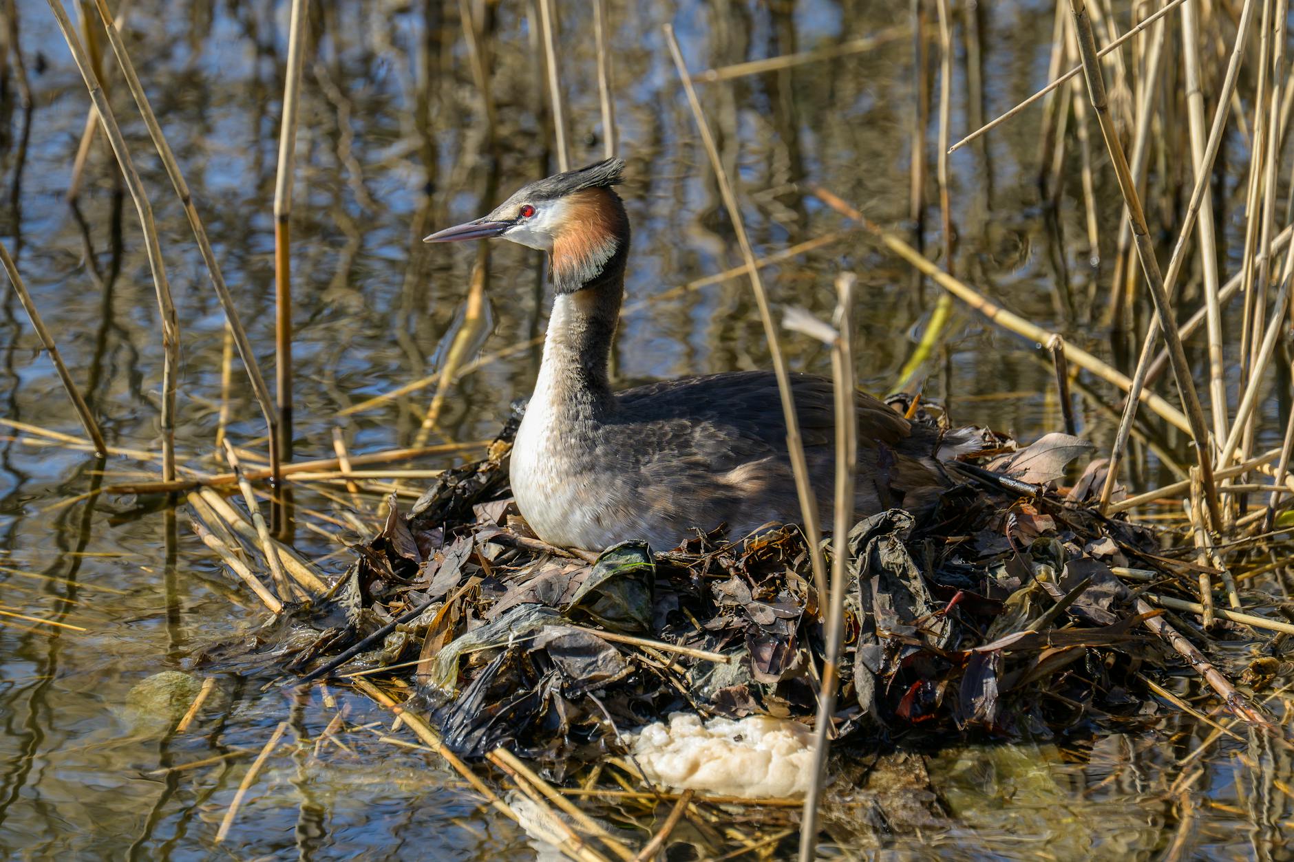 Waterkip kiest bijzondere broedplek op golfbaan