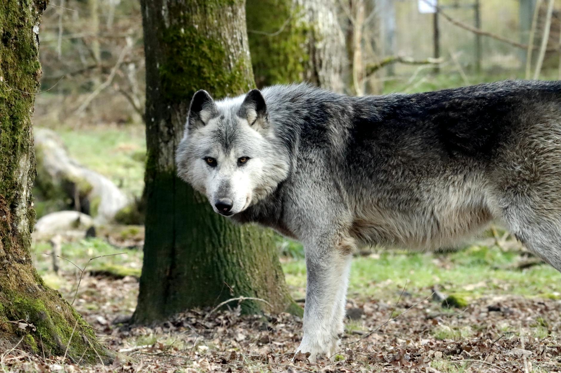 Voor het eerst officieel wolf gespot in Zuid-Holland: dier gezien in Barendrecht