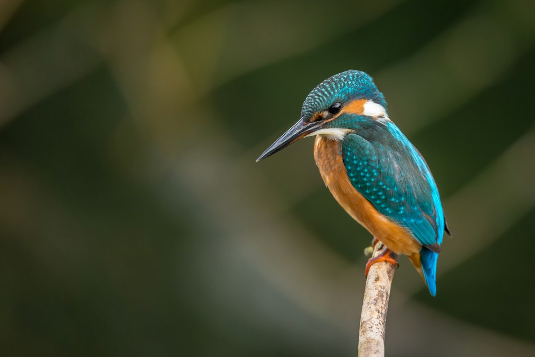 Een gewonde ijsvogel kon weer de natuur in: nu vraagt de Zwolse dierenambulance om hulp