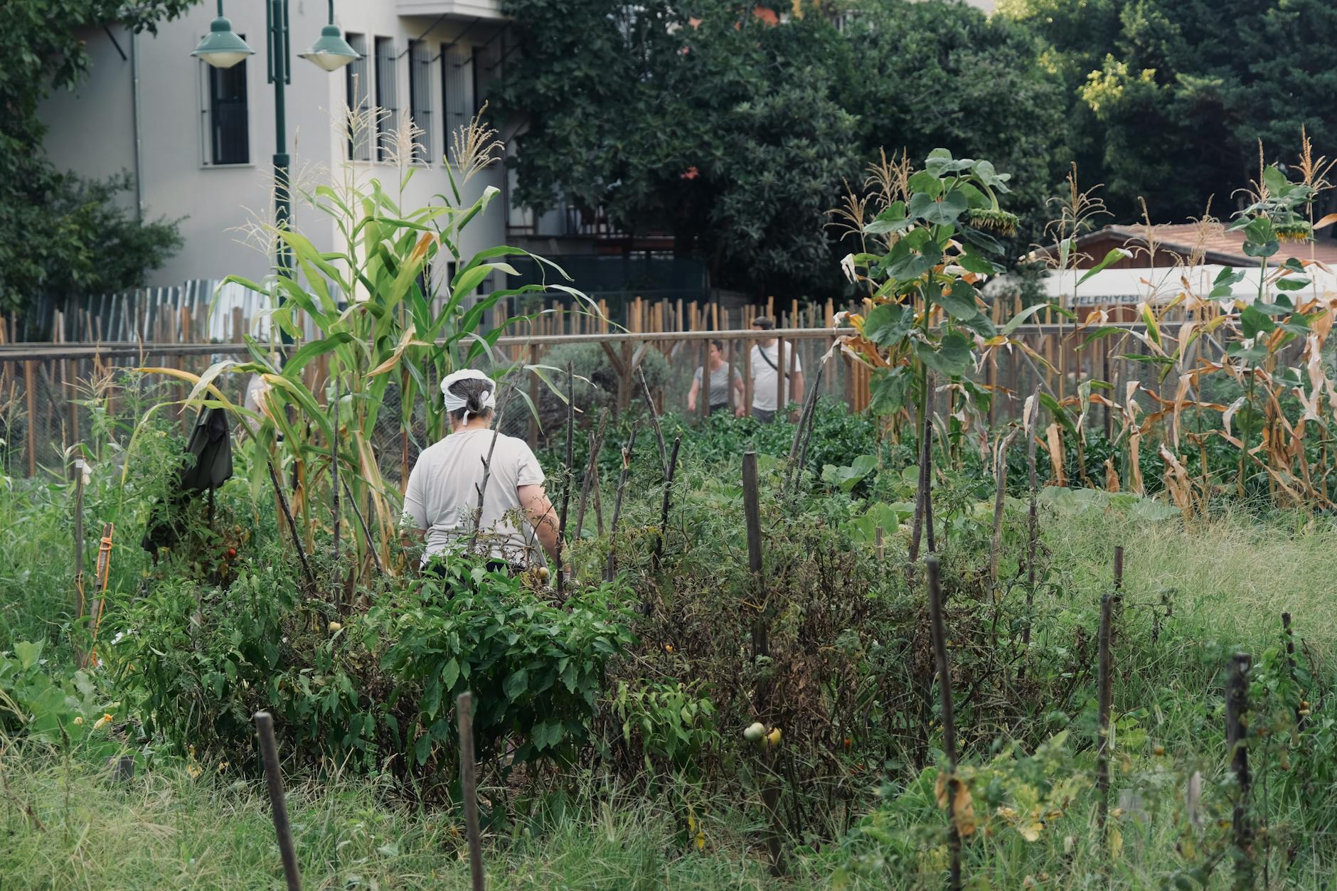 Food Forward bij CitySeeds Middelburg - Wij zijn De Stad Middelburg