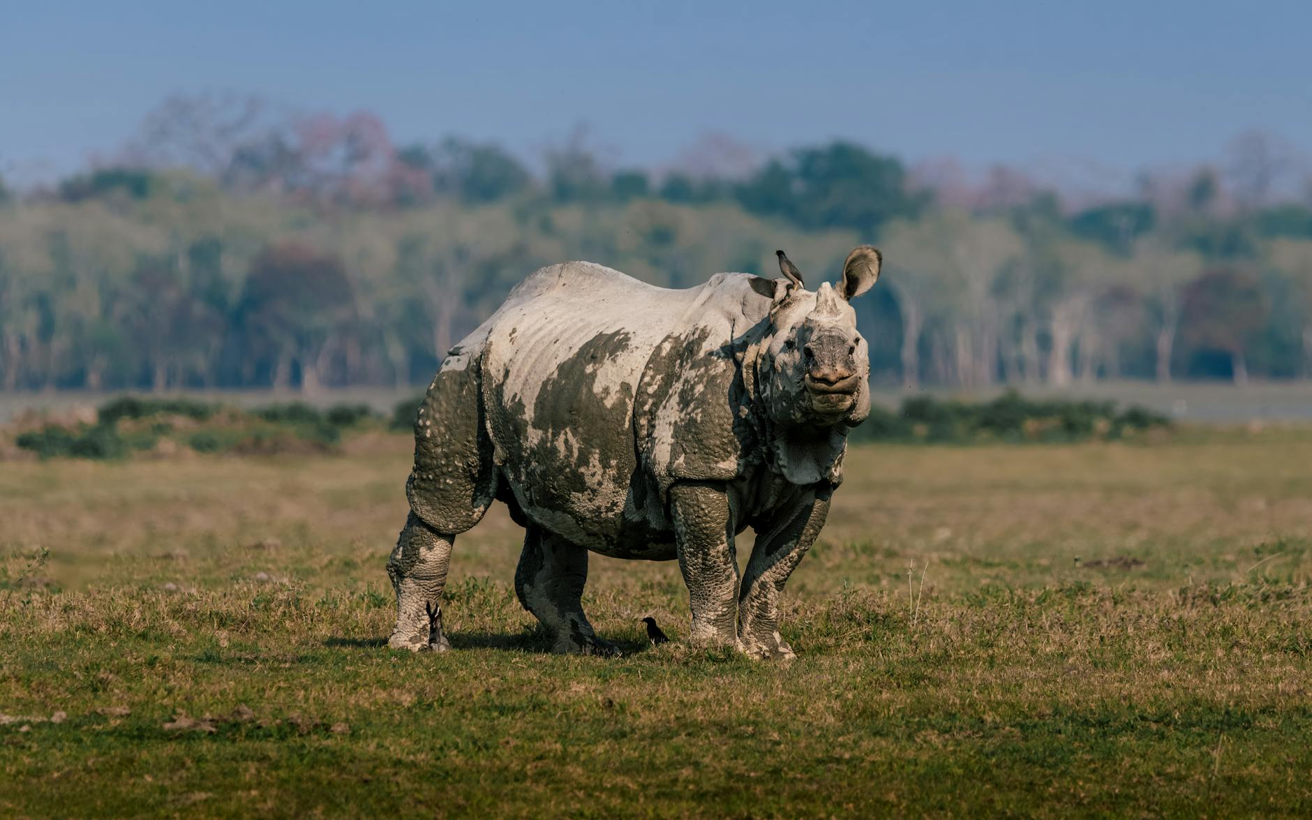 Video | Territoriale neushoorn tilt jeep met toeristen op in India
