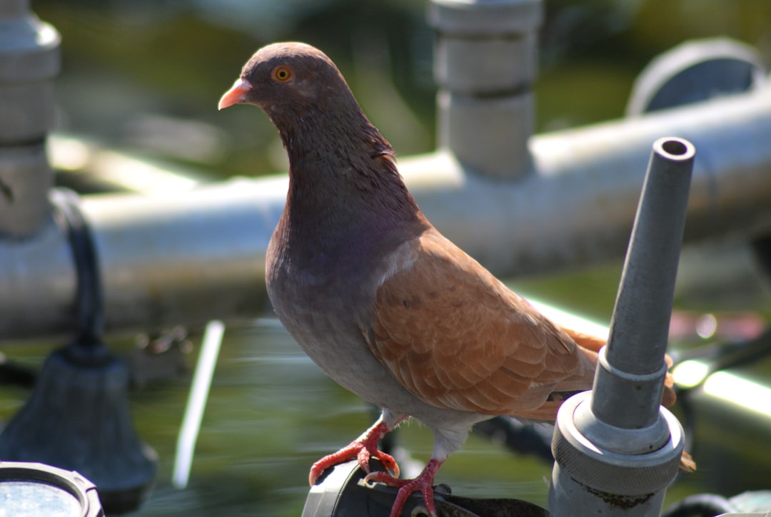 Man pakt duivenpoep aan met zelfgebouwd AI-waterkanon dat vogels automatisch wegspuit