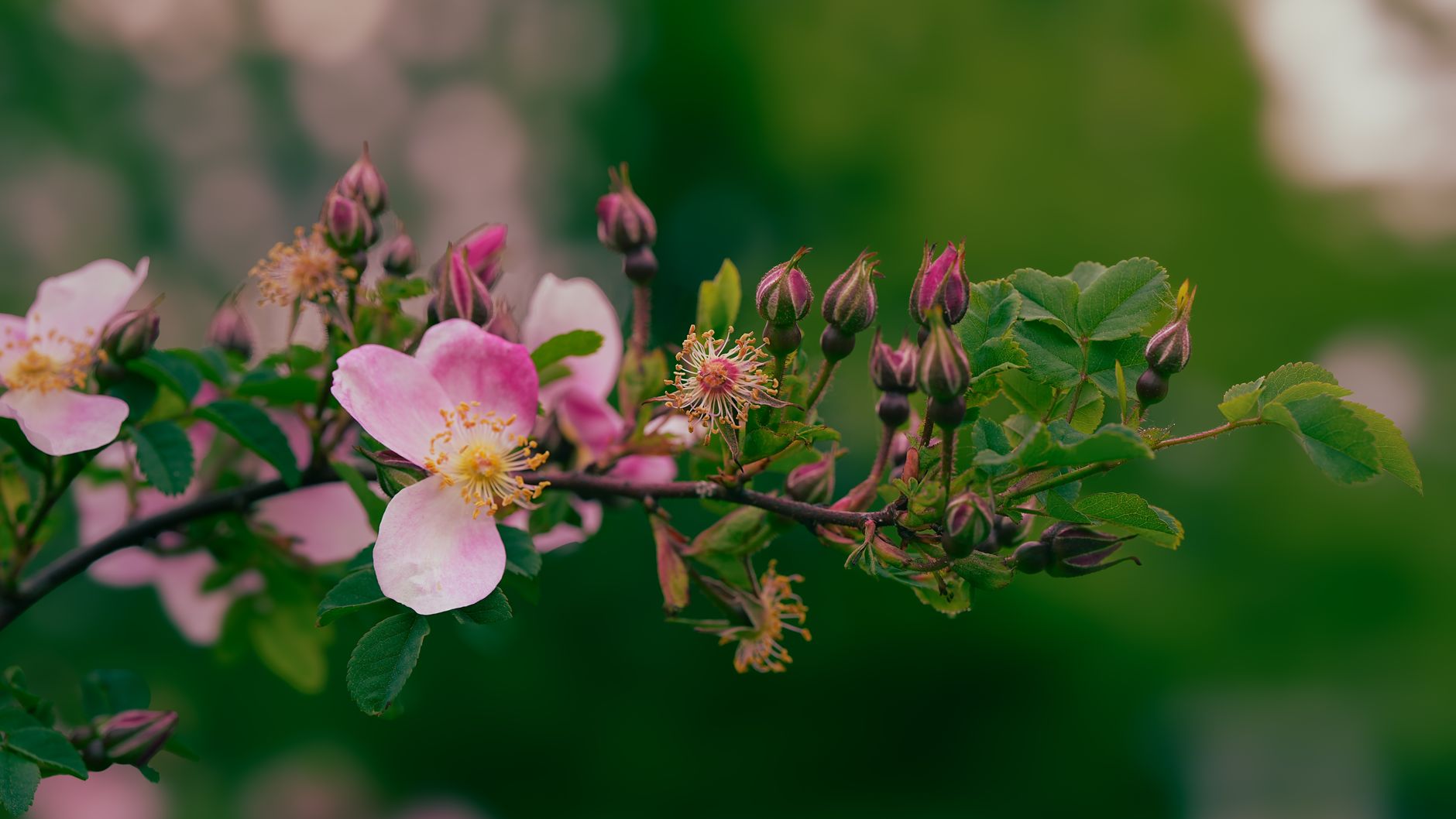 Twee nieuwe wandelingen zetten wilde rozen in Vrijbroekpark in de kijker: “Ze hebben grote ecologische waarde”