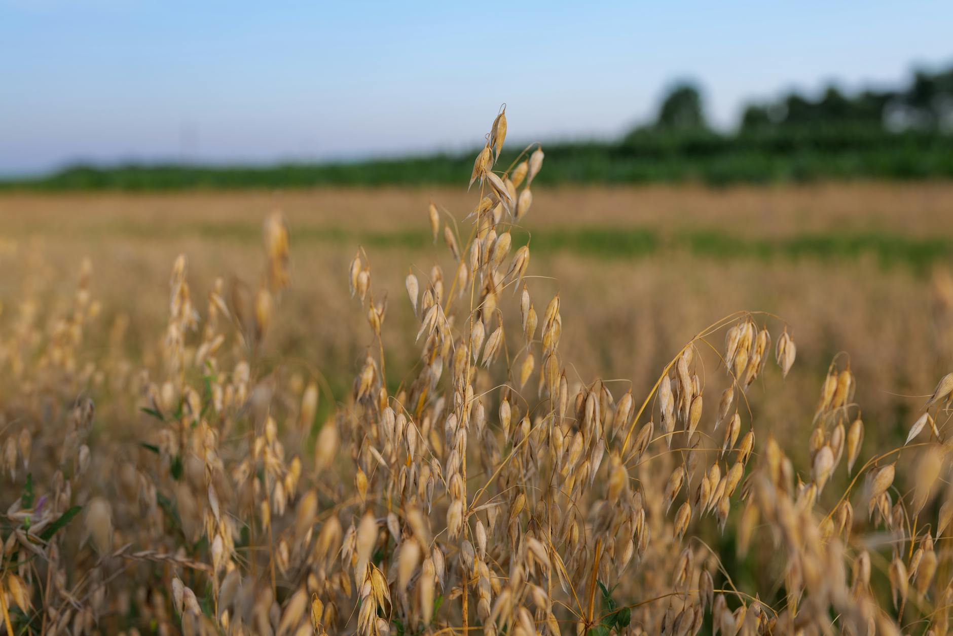 Zeeuwse boeren ruiken nieuw verdienmodel: honderden miljoenen liters havermelk lonken