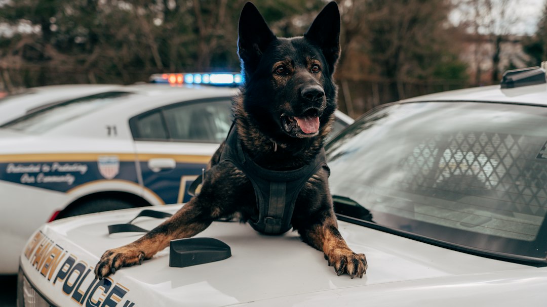 Goeiemorgen Rotterdam! ☕ Vandaag onder meer: politiehond Diego pakt dief, auto tegen verkeerslicht en Sparta tegen Fortuna in de KNVB Beker.
