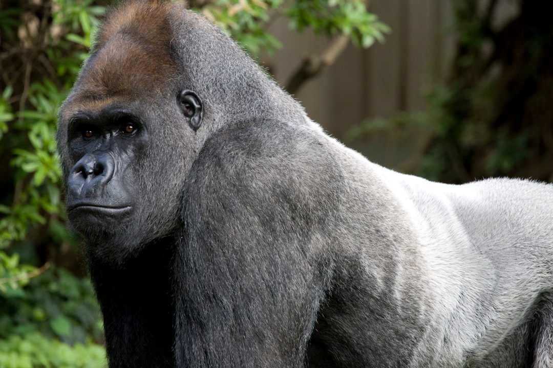 Nieuwe gorilla's onderweg naar Blijdorp, inclusief zilverrug