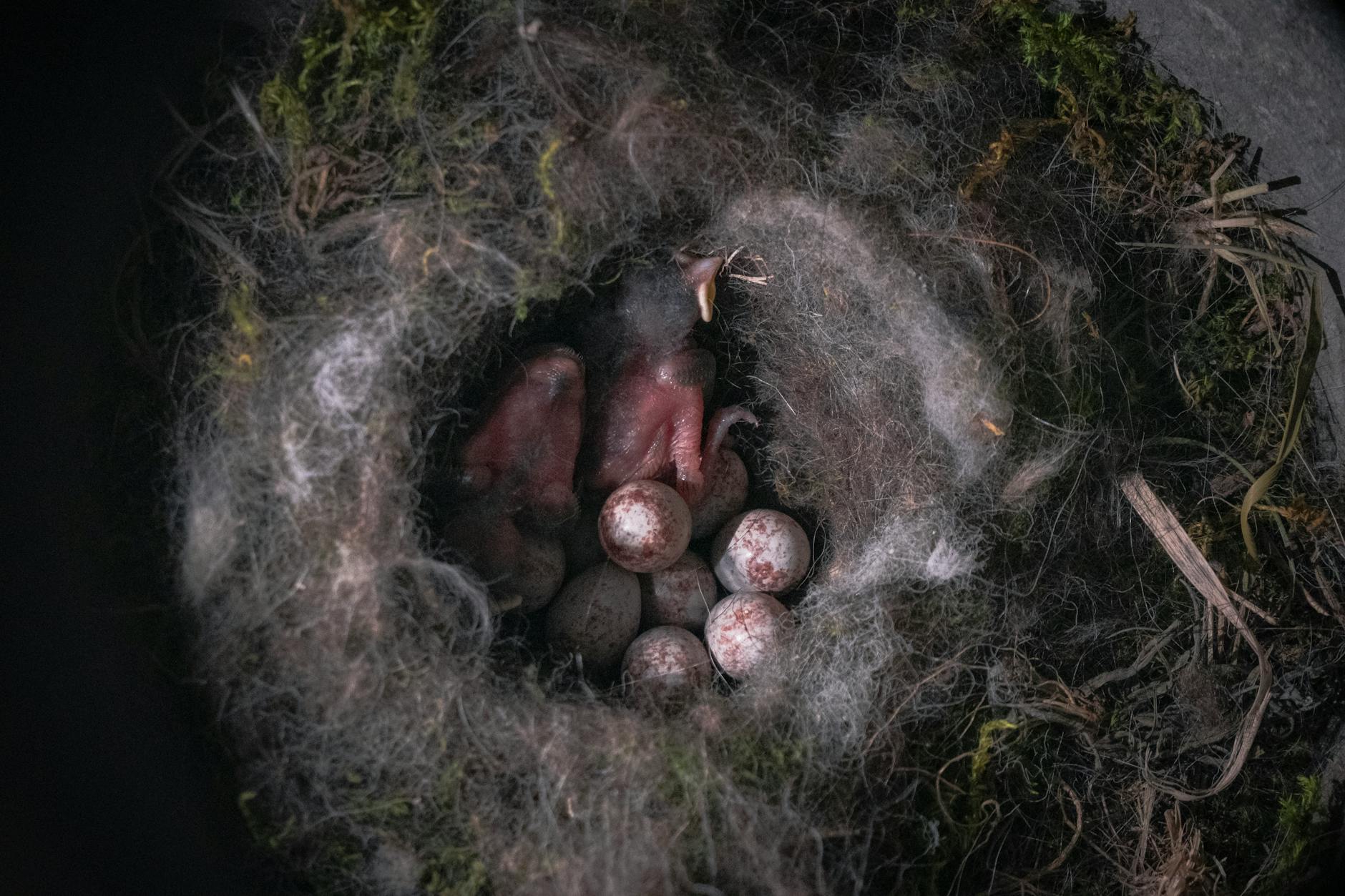 Koolmees bezet vogelhuisje in winkel 🎥