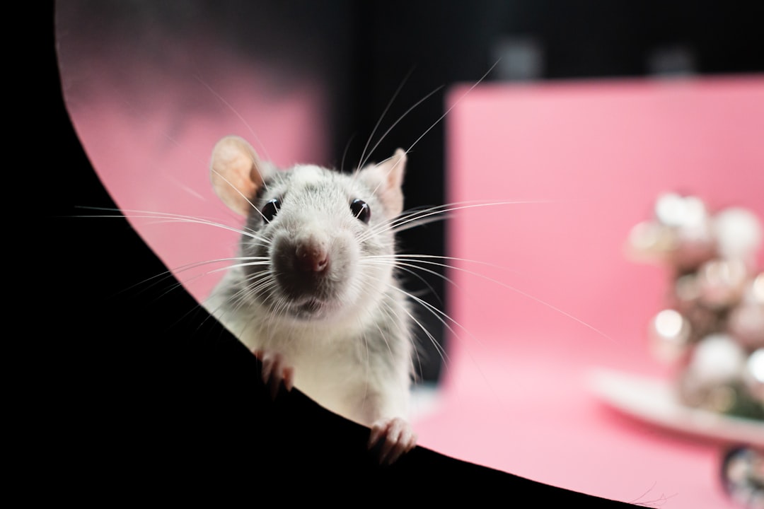 Argentinië breidt zoektocht naar oorsprong hantavirus uit