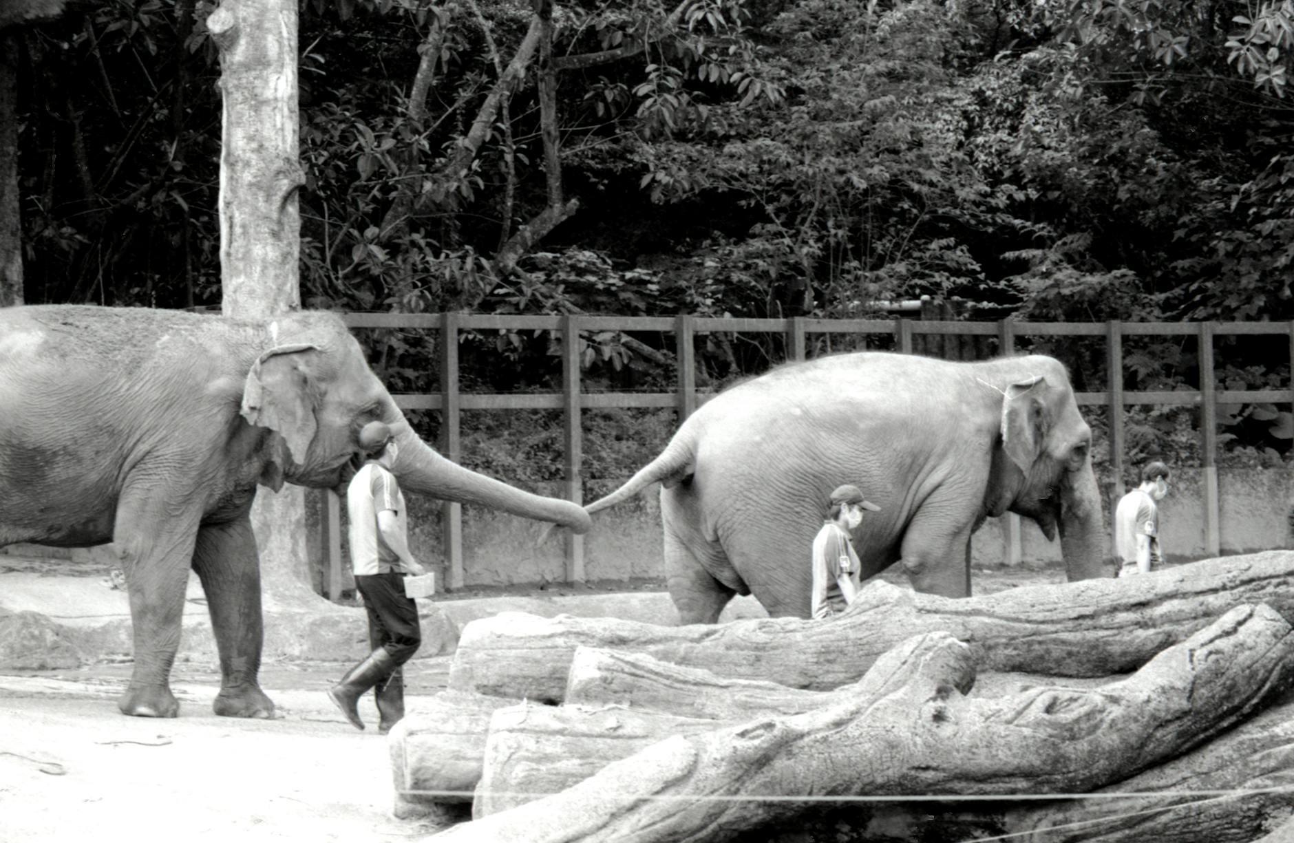 Olifantenpoep scheppen en van elkaar leren tijdens Animal Care Competition in Emmen
