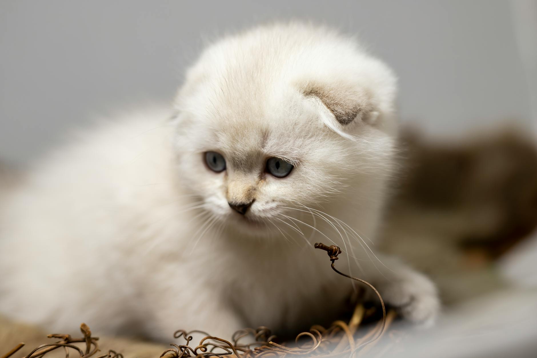 Fokker met illegale kittens op verhoor bij politie