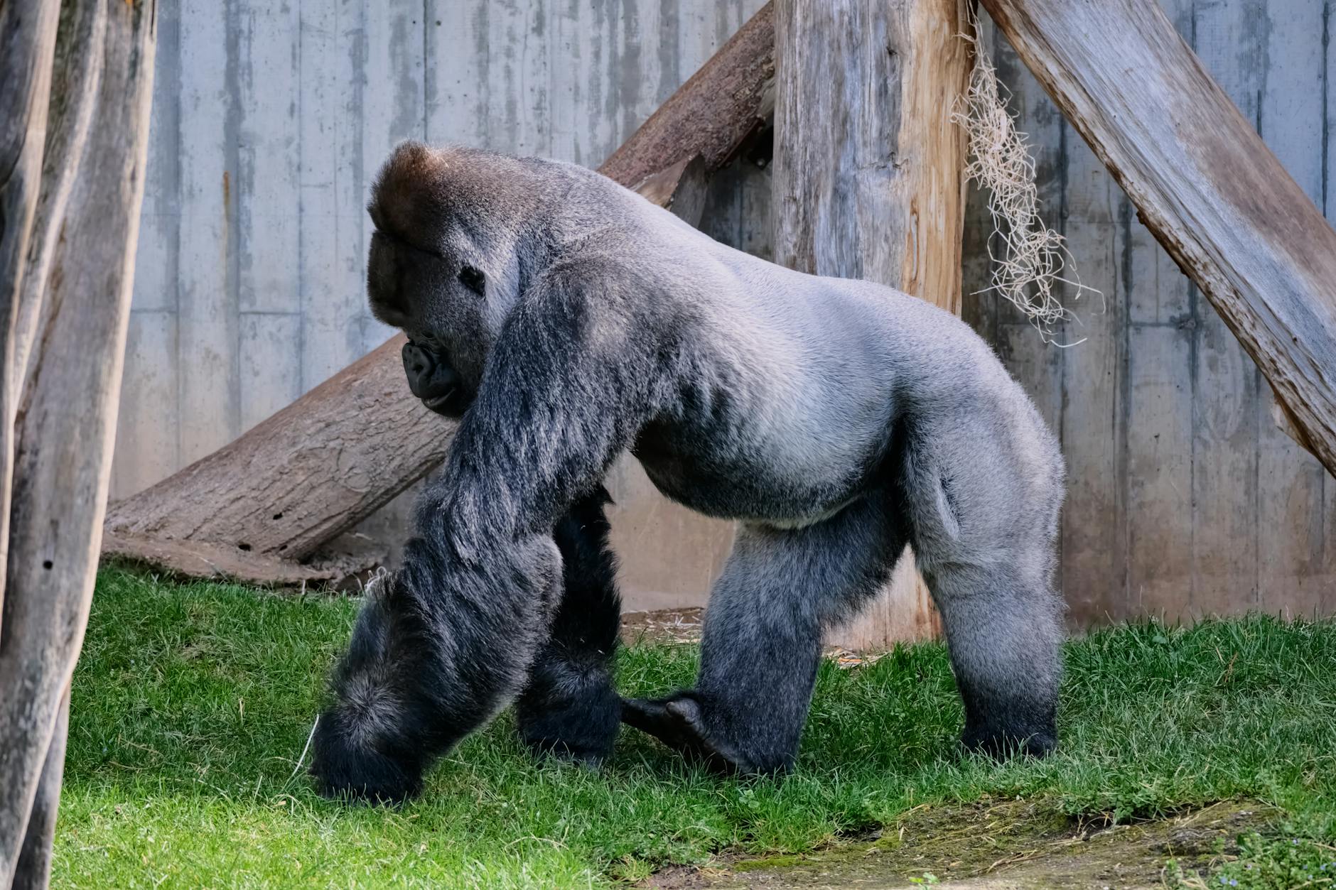 Nieuwe gorillagroep onderweg naar Blijdorp na vertrek van Bokito’s familie