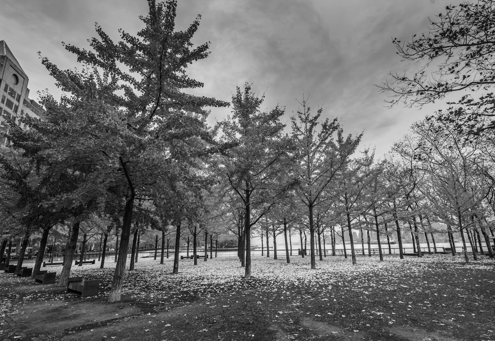 Verplaatste linden maken het goed in Sluispark