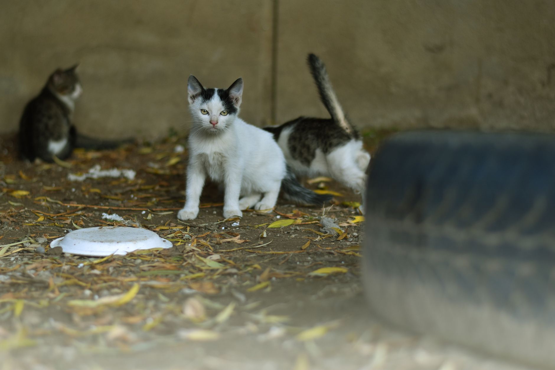 Kittens achtergelaten tussen huisvuil in broeiende hitte: “Een paar uur langer en ze waren dood”