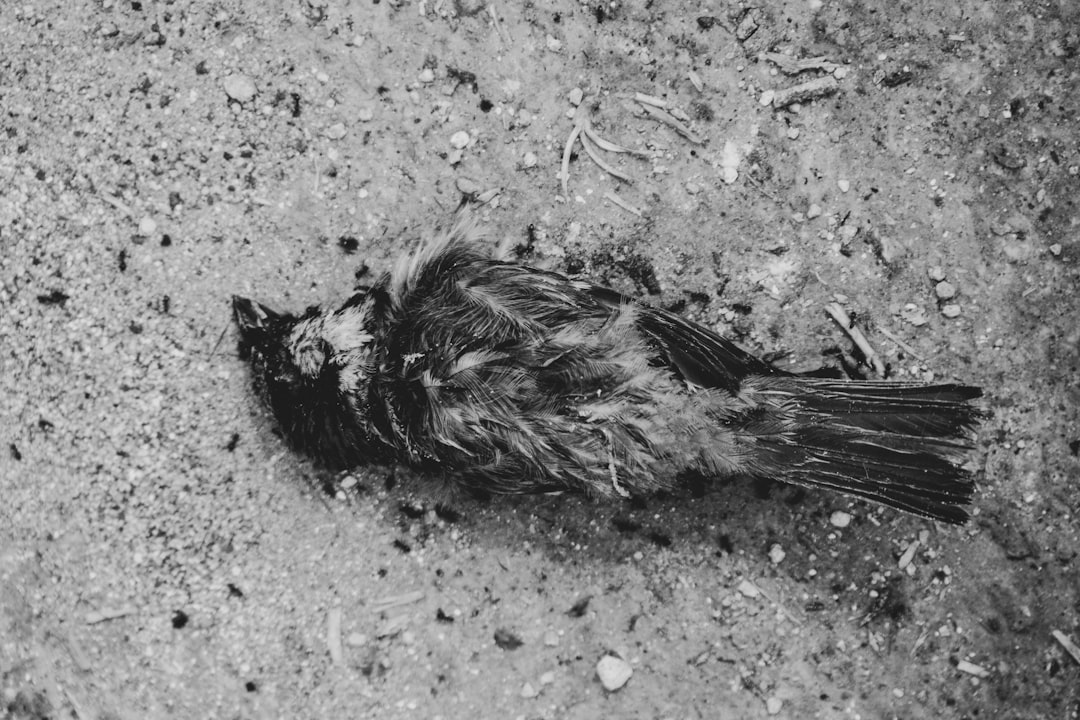 Dode vogels en het verdwijnen van de 'Flying Pins': dit gebeurde vandaag