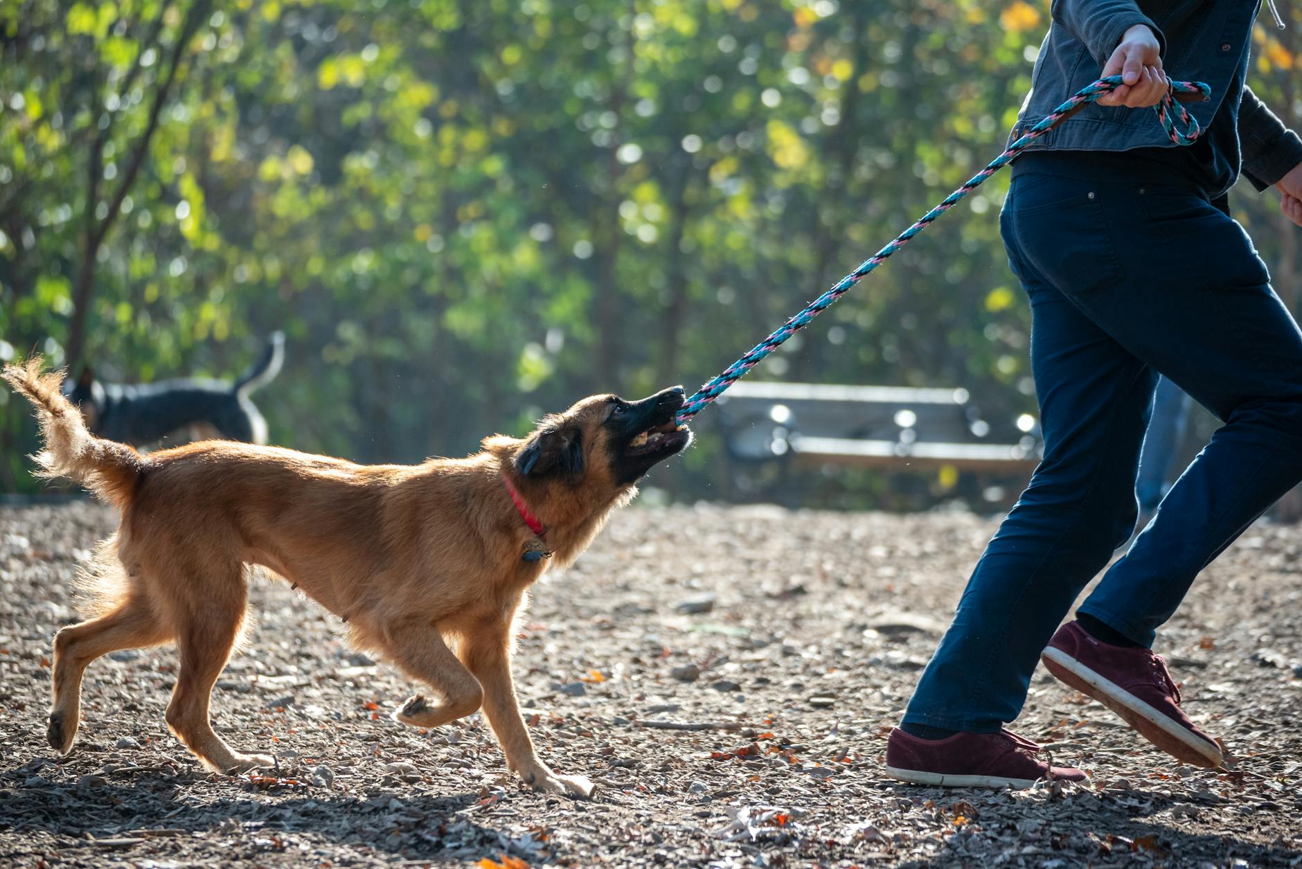 Losloopveld Van Adrichemweg in Overschie wordt flink uitgebreid voor honden