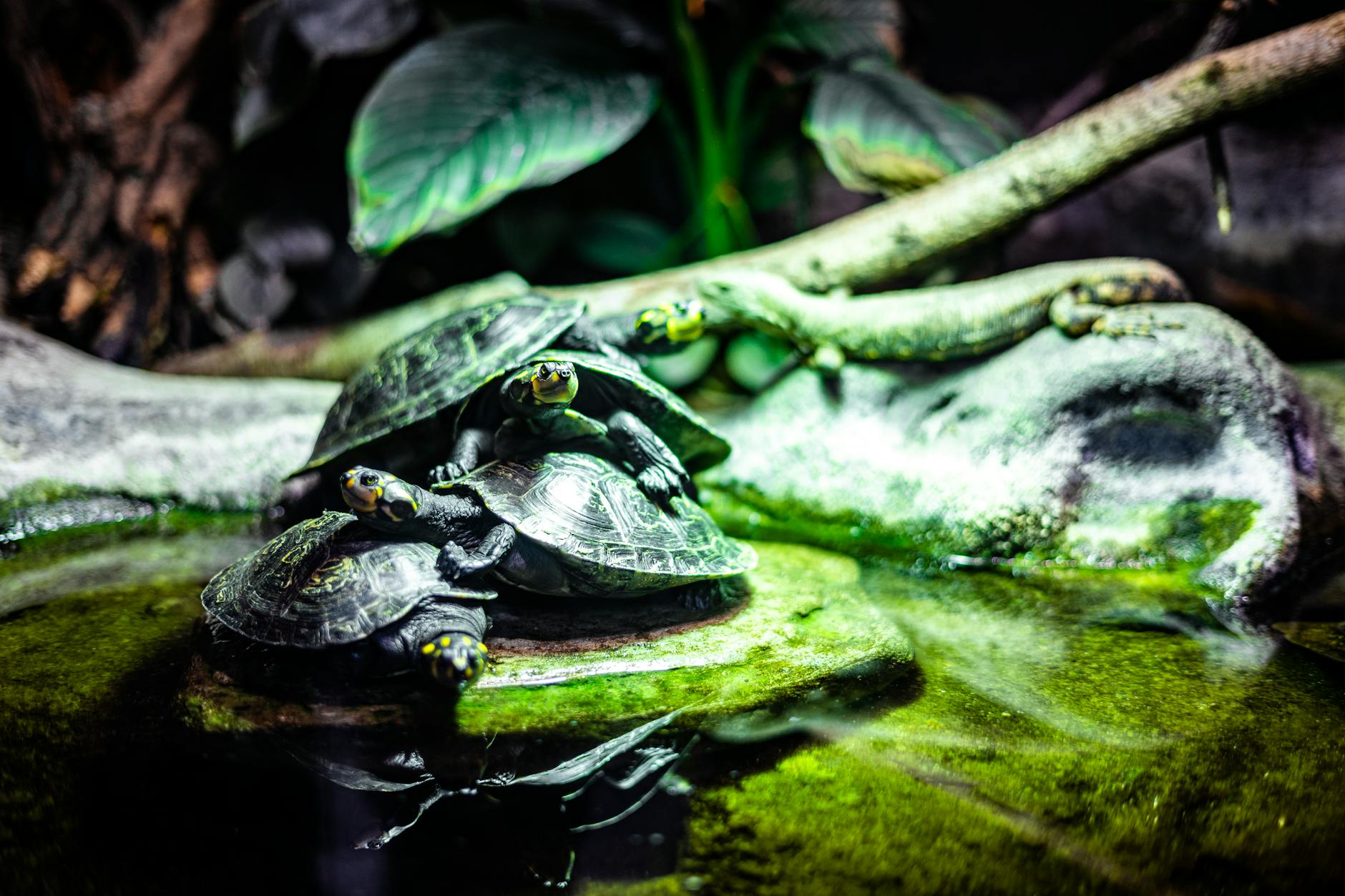 Schildpaddencentrum al sinds coronapandemie dicht voor bezoek door ‘vreselijk dure aanpassingen aan het ventilatiesysteem’