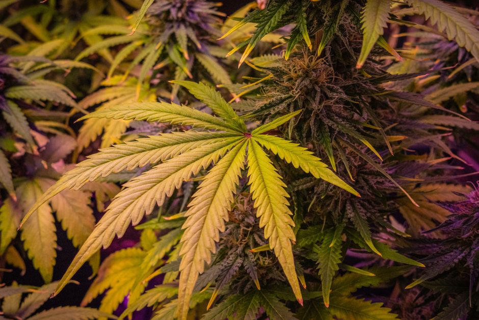 Albanese crimineel achter twee cannabisplantages in Merksem opgepakt in Rome