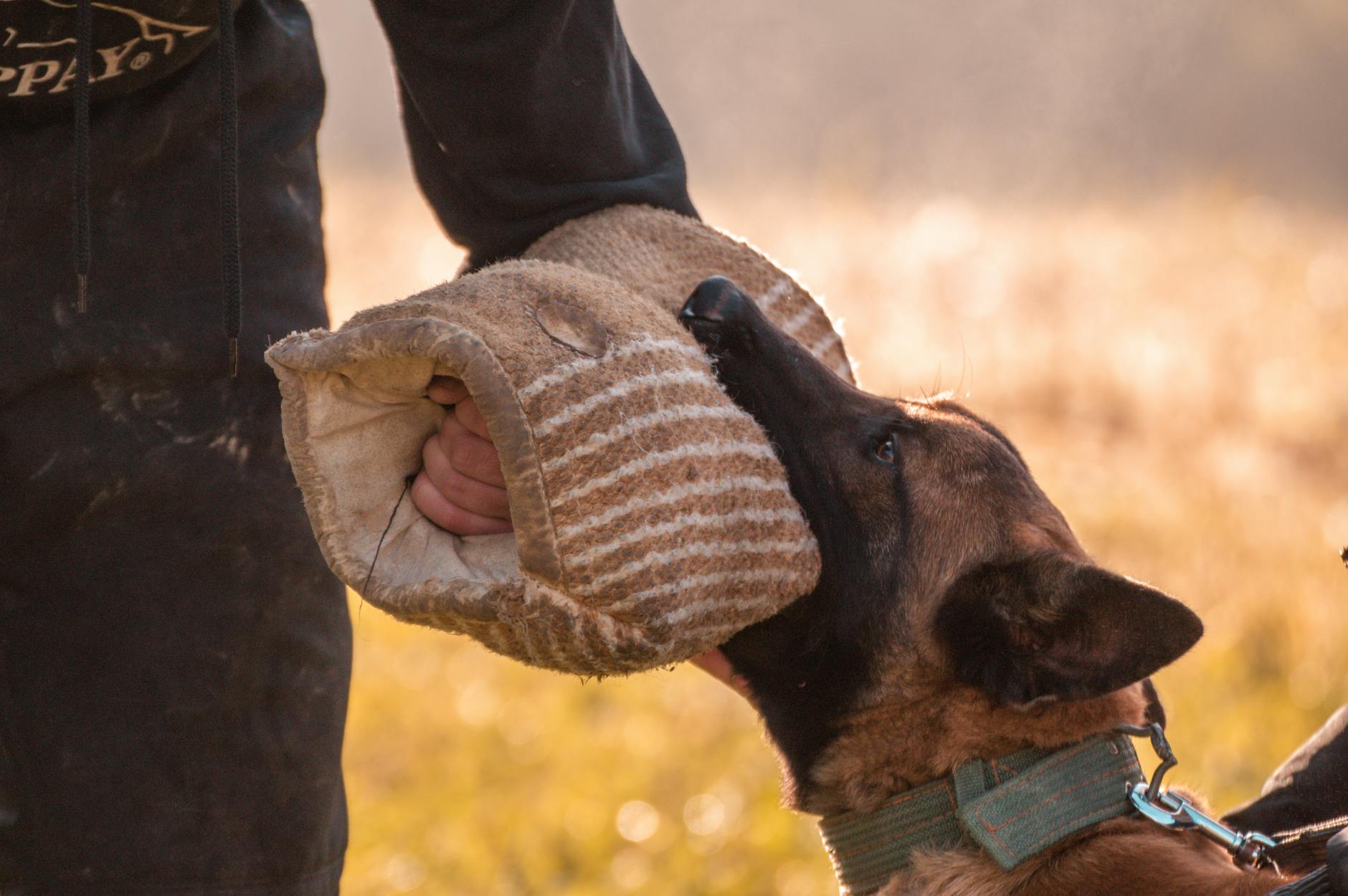 Hagenaar voor rechter na bijtincidenten: 'Mijn hond was een teddybeertje'