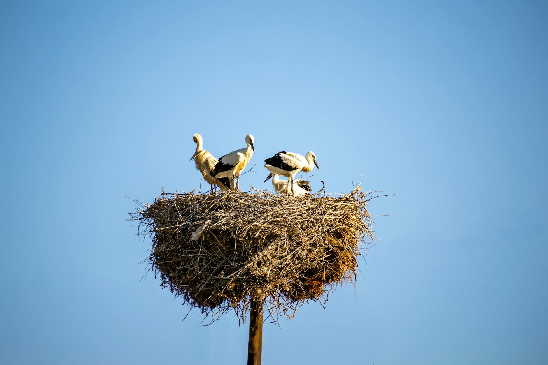 Nest boven het spoor? Voor ooievaars geen probleem: ‘Ze wennen snel’