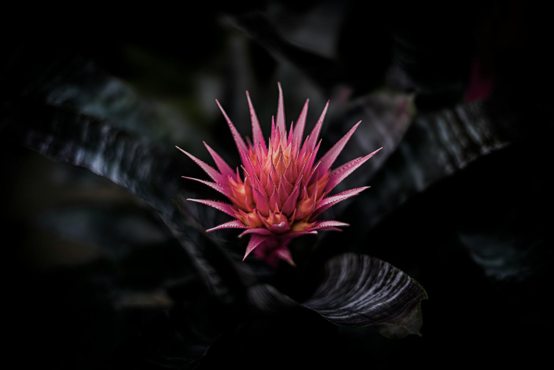 Enorme keizersbromelia Diergaarde Blijdorp staat in bloei