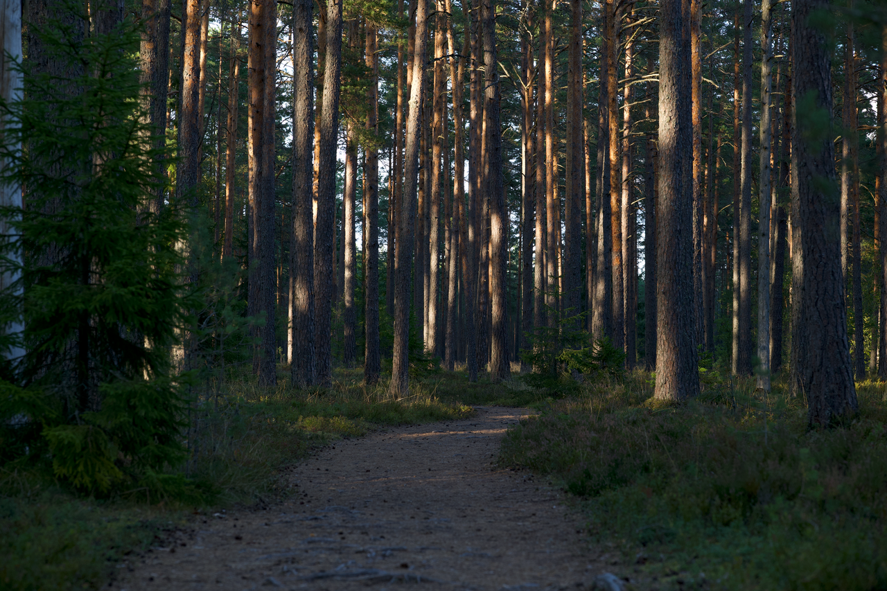 Avondwandeling door het Waalbos