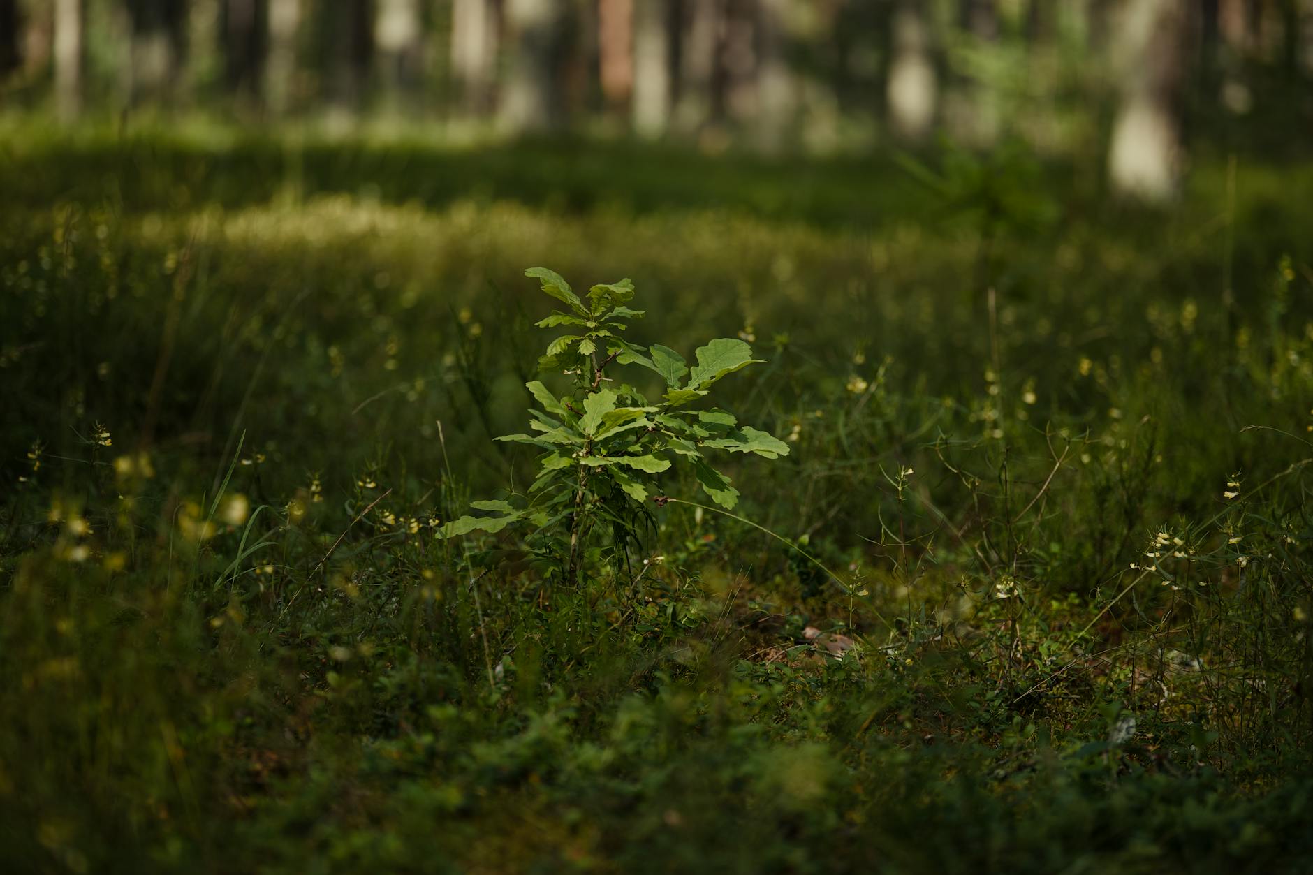 Honderden bomen kappen, duizenden planten: Tilburgse bossen op de schop