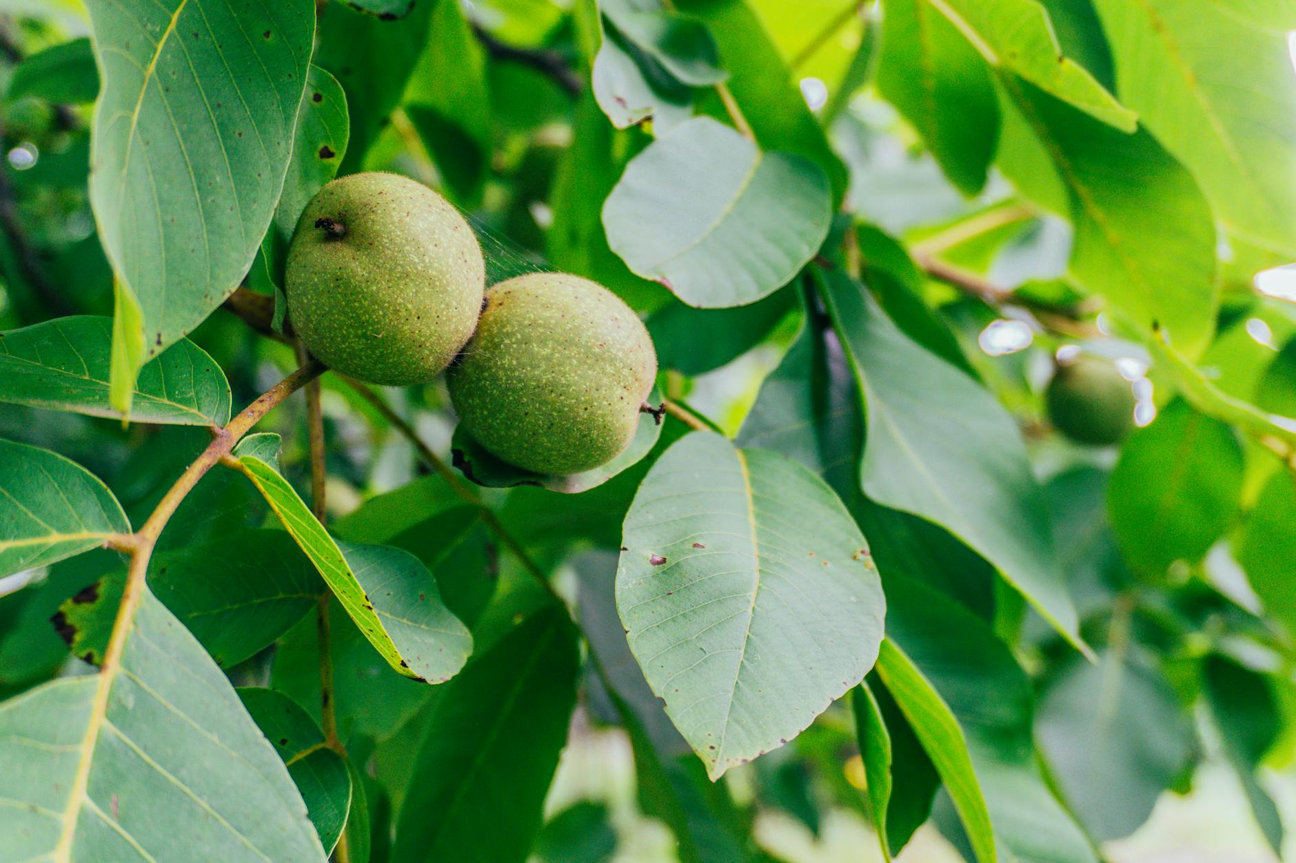 Aardappelen leveren niets meer op: boer zet akkers vol met notenbomen