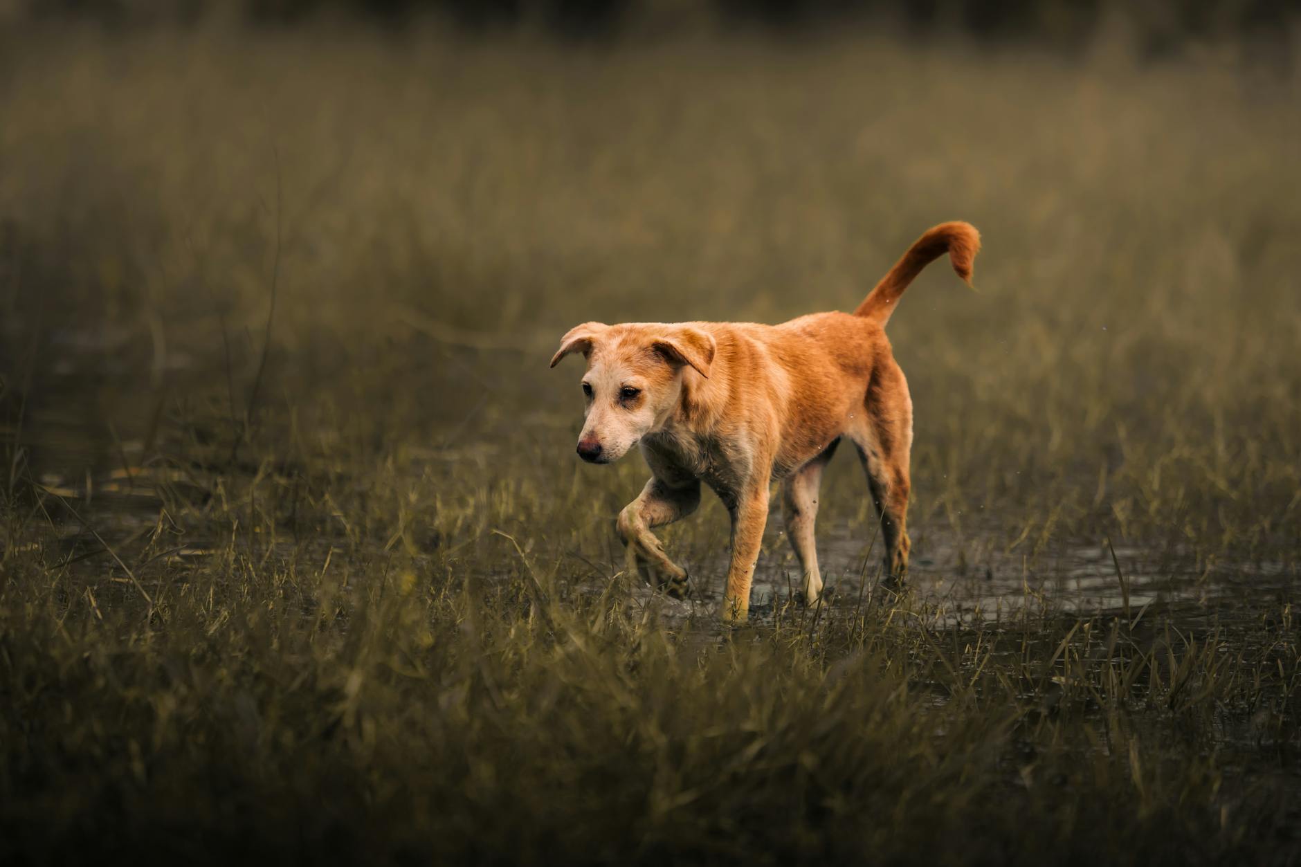 Heb jij Pino, Pip of Bikkel gezien? Deze vijf huisdieren worden in Doetinchem vermist - AD.nl