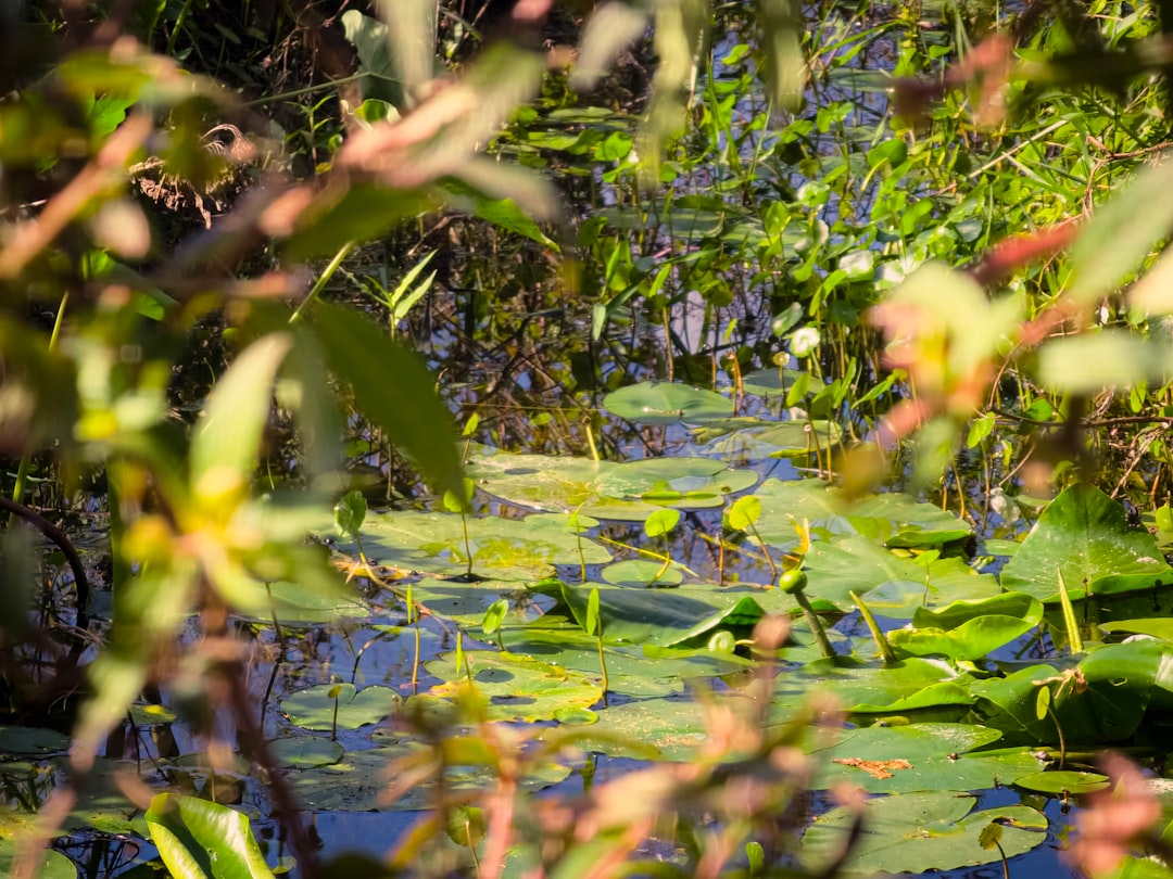 Herstel van natuur rond water stagneert, steeds minder vissen en libellen