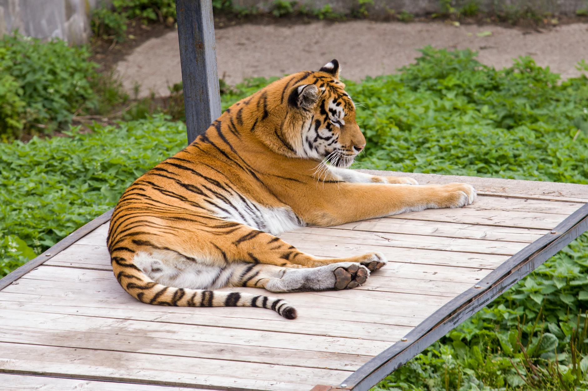 Siberische tijger overleden in AquaZoo in Leeuwarden - RTL.nl
