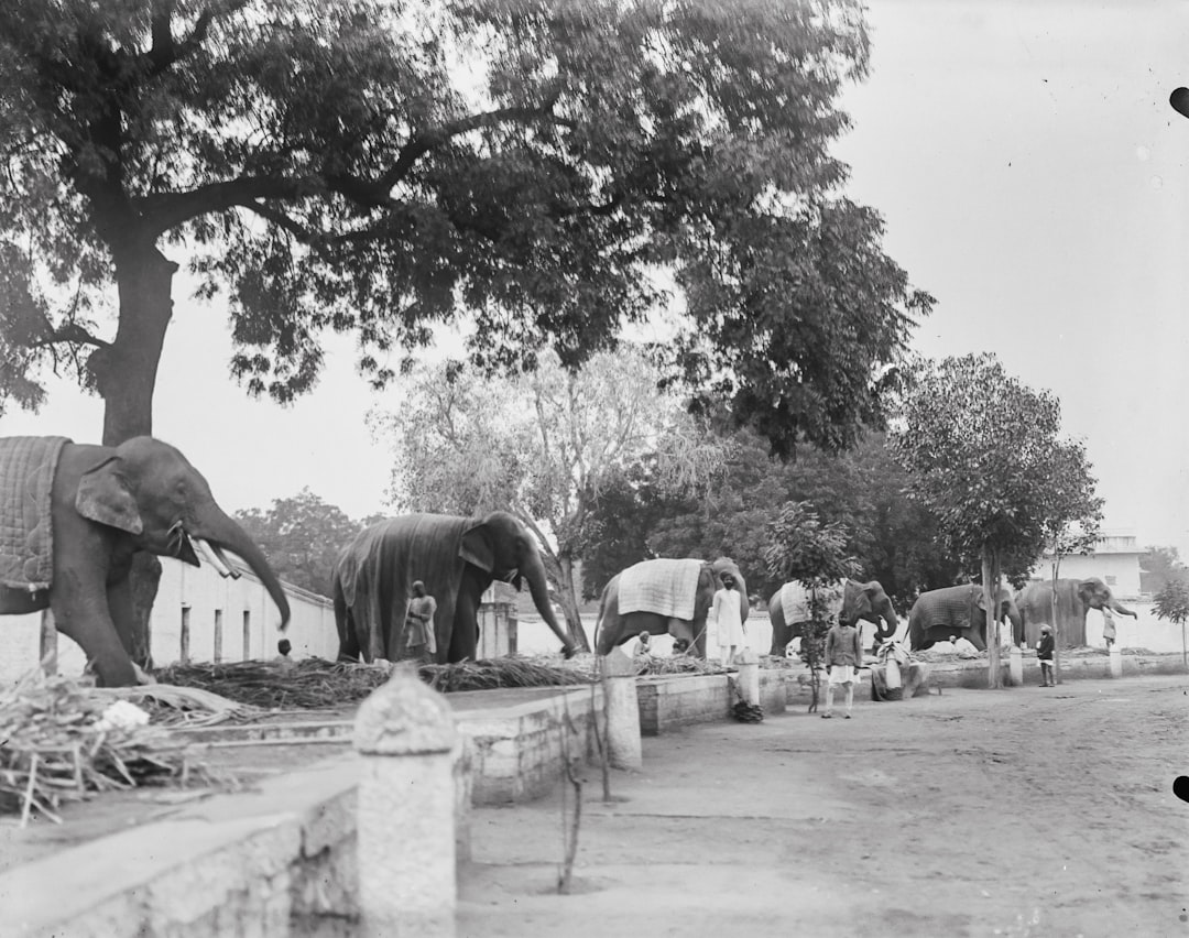 Tot 1943 was op was op deze plek een dierentuin: 'Veel mensen kennen het niet meer'