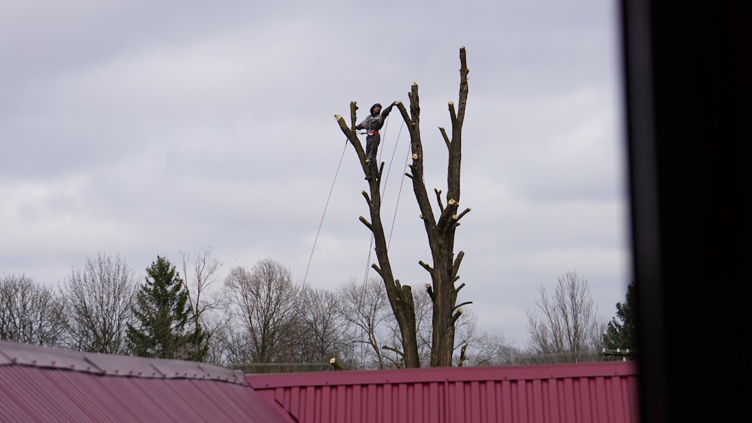 Verleende vergunning voor het kappen van een boom aan voor Oudsehoornseweg 76 Alphen aan den Rijn gmb-2026-208760