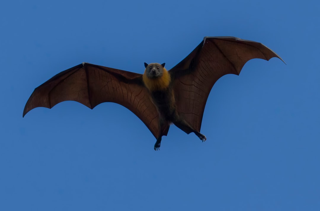 Onderzoek naar vogels en vleermuizen in uw buurt 2026/2027 - Gemeente Vlissingen